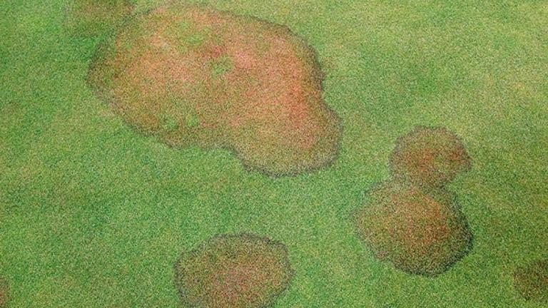 rhizoctonia