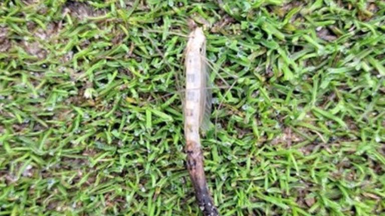 tipula