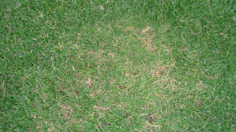 Brown patch on kikuyu - rhizoctonia solani