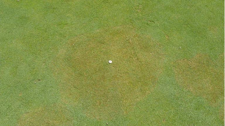 Brown patch