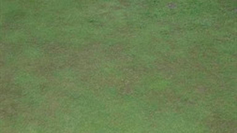 plate 1 anthracnose foliar blight