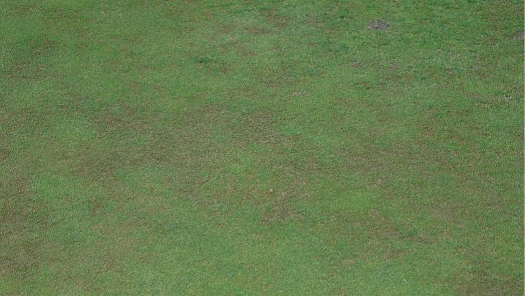 Anthracnose foliar blight