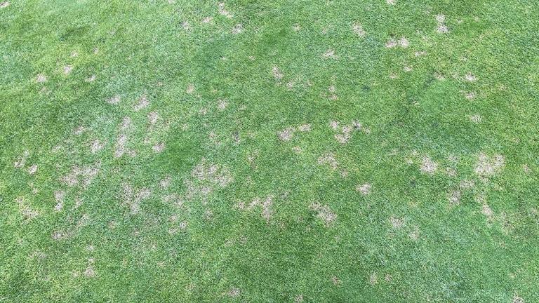 Dollar spot