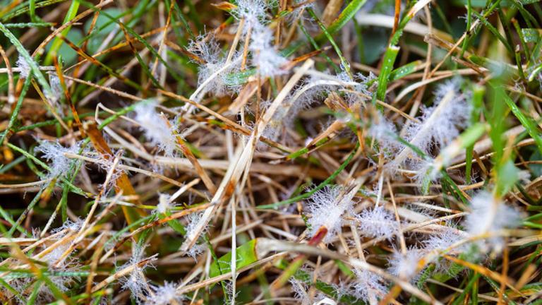 Dollar spot patogen