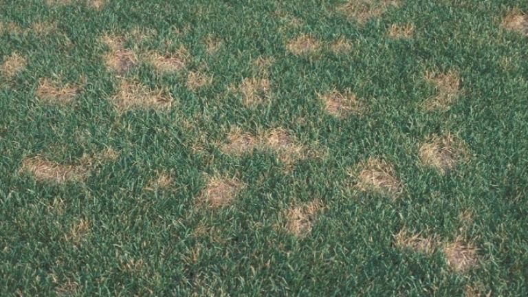 dollar spot sclerotinia homoeocarpa