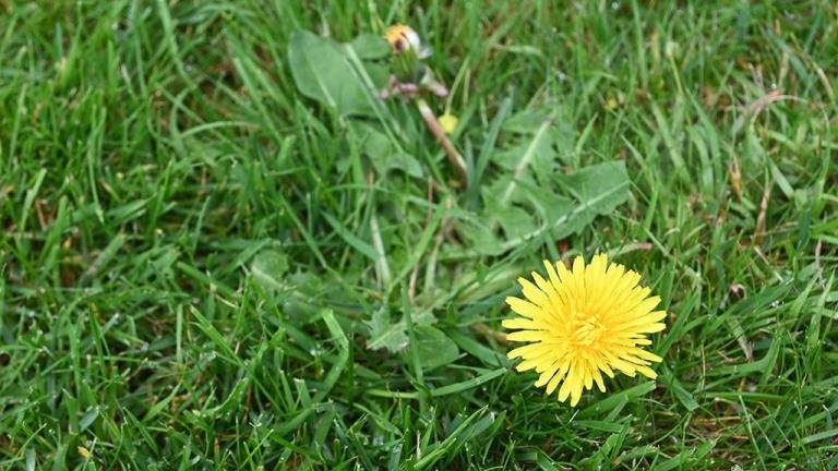 Dandelion
