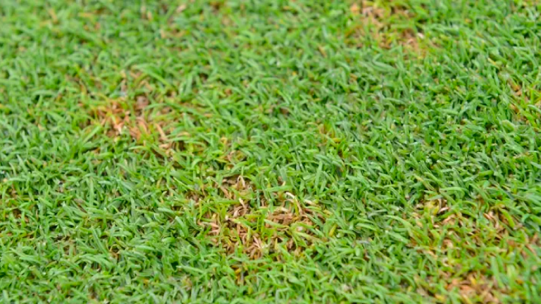 syngenta turf