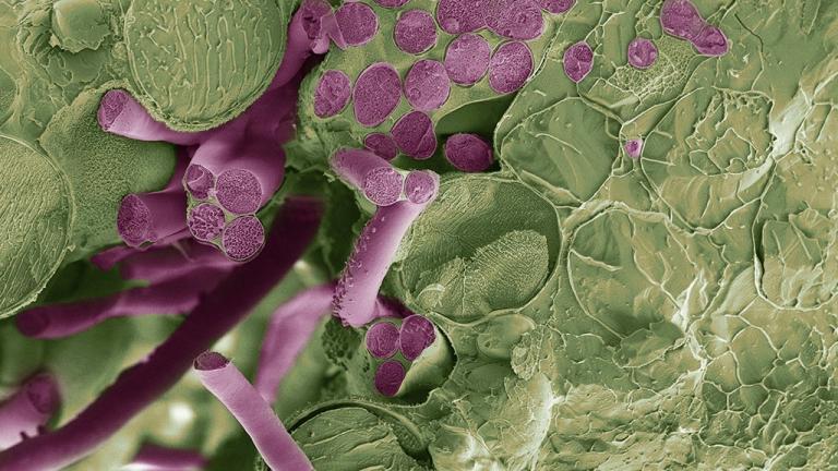 Mycelium growing through the leaf