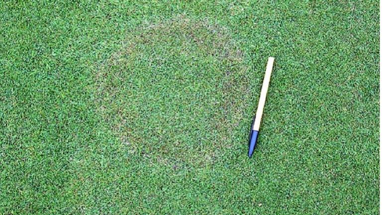 Rhizoctones, Maladies