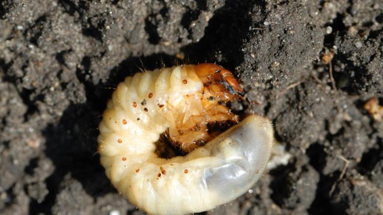 chafer_bug_larvae