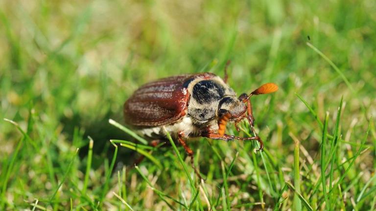 may_bug