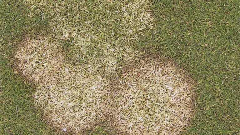 fusarium