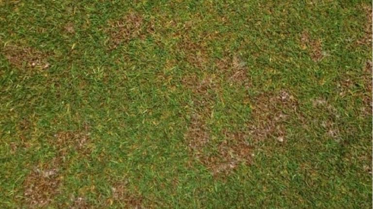 fusarium_disease