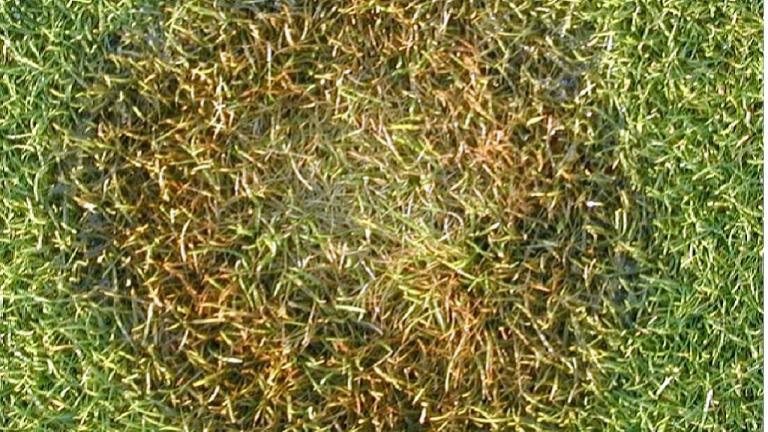 fusarium_on_bentgrass