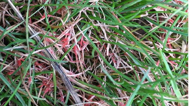 fuciformis