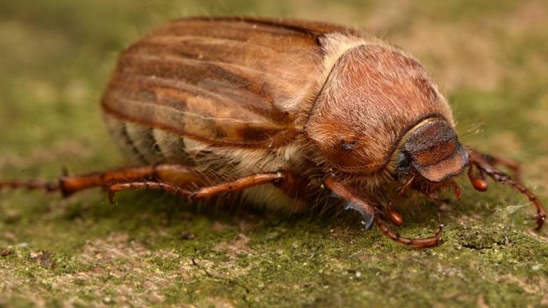 amphimallon_solstitiale_-_adult