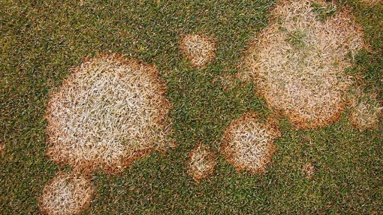 winter_fusarium_microdochium_nivale_close_up