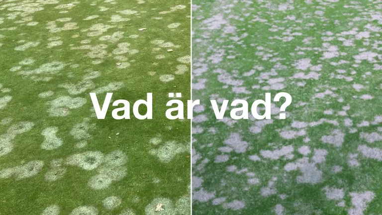 gra og rosa snouggel