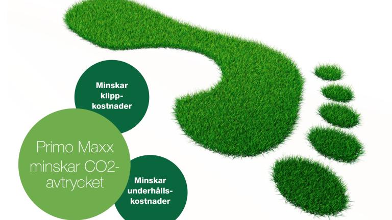 primo maxx article