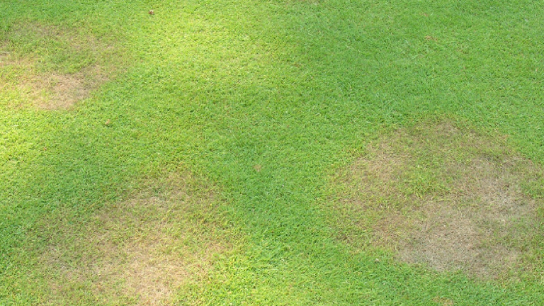 syngenta take all patch behandling