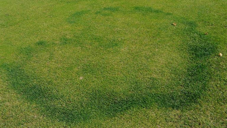 fairy ring main image