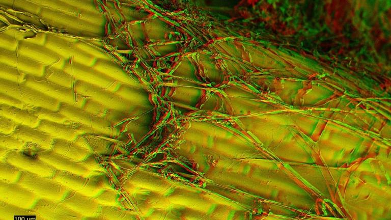 mycelium control on the leaf surface
