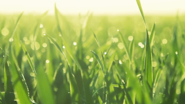 spray water droplets turf