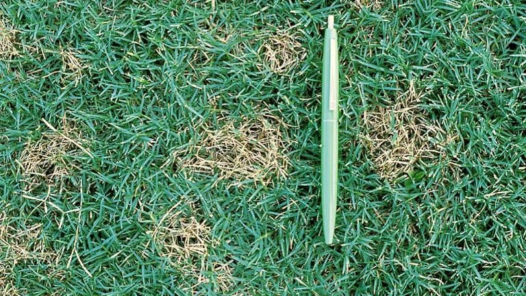 Dollar Spot