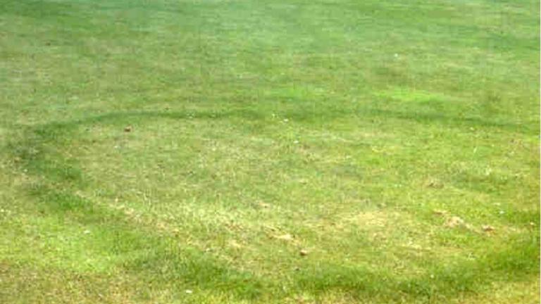 fairy ring type 2