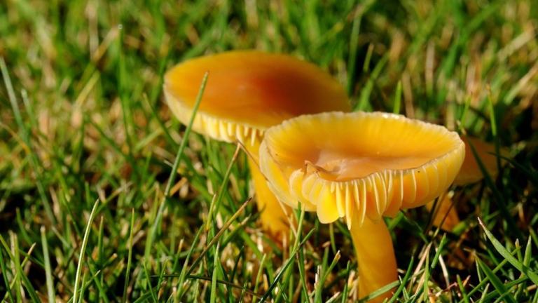 fairy ring type 3