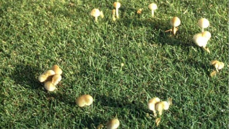 fairy ring type 3