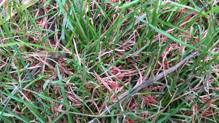 red_thread