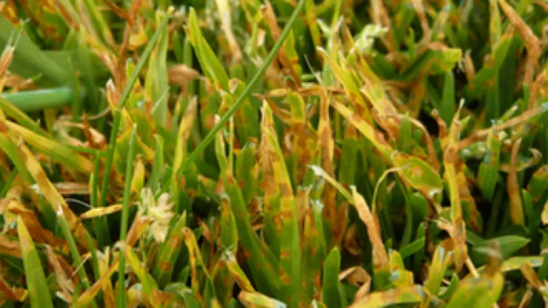 leafspot