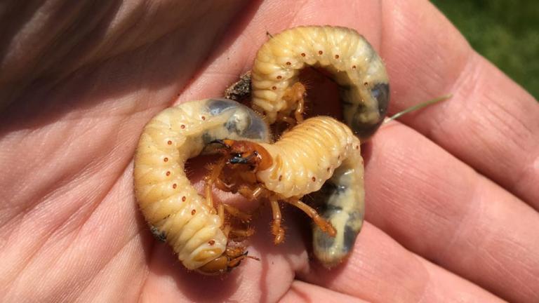 1024_x_576_chafer_bugs.jpg