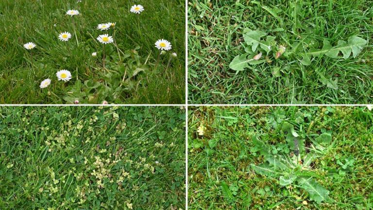 1024_x_576_overtake_weeds.jpg