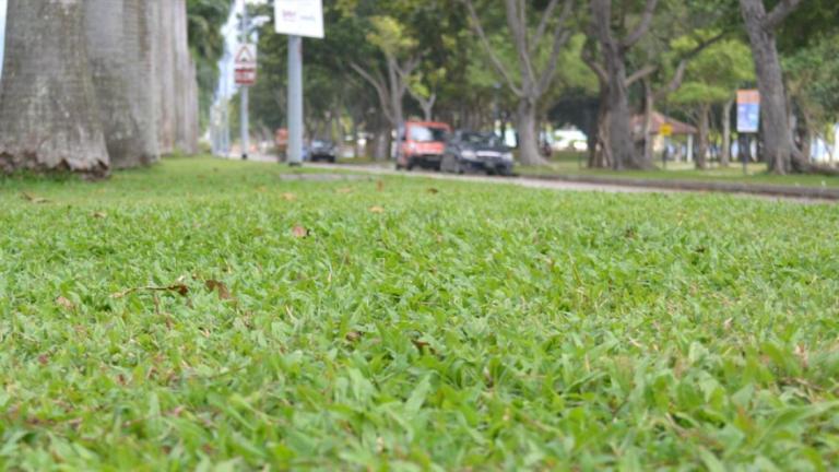 andscape_nature_strip_street
