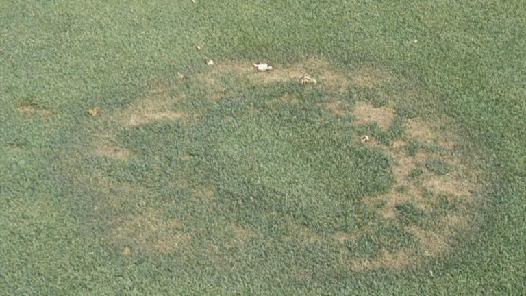 Fairy Ring