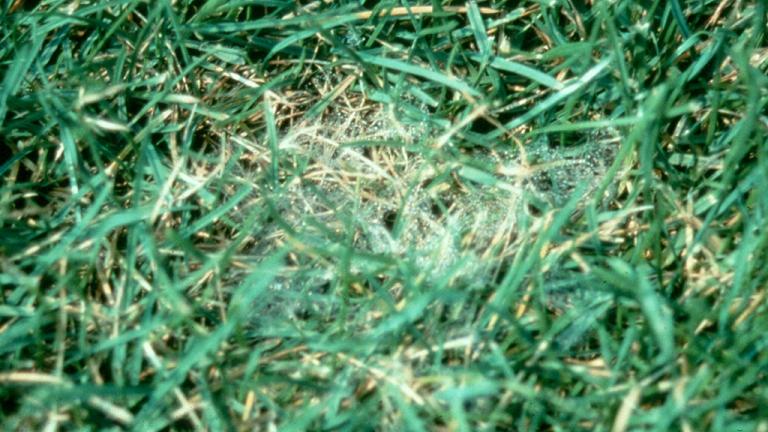 Pythium Leaf Blight