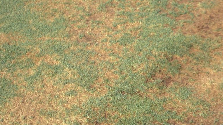 Pythium