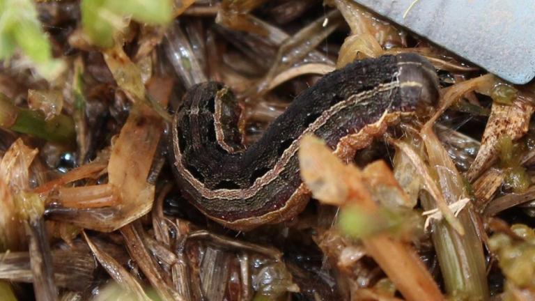 Lawn Army Worm
