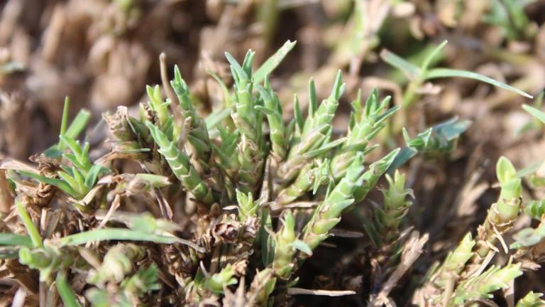 Couchgrass Mite
