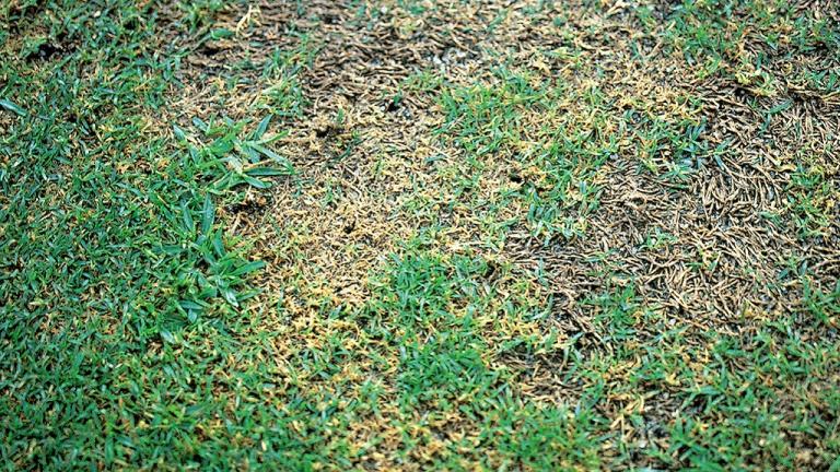 Couchgrass Decline