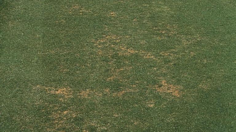 Pythium Root Rot