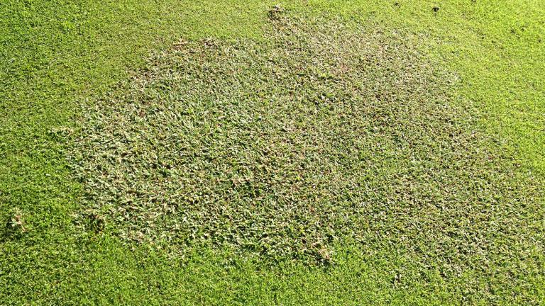 Bermudagrass contamination in Zoysiagrass