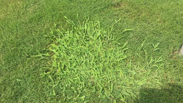 paspalum_conjugatum