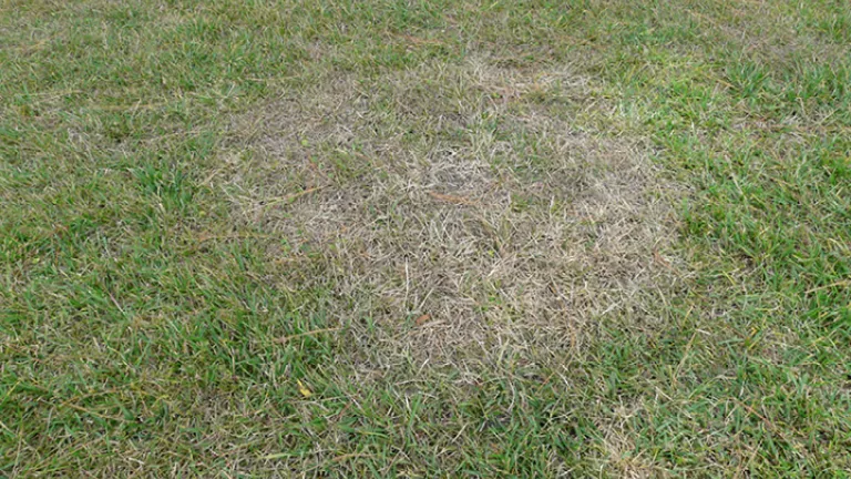 seedlingdiseases_720x420