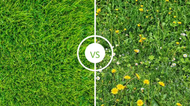 clean_turf_vs_weeds.png