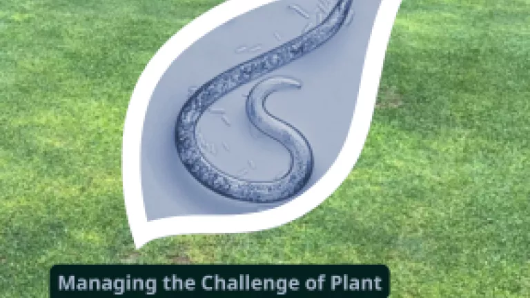 Nematode