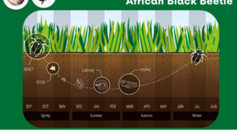 Understanding Damaging Grubs: African Black Beetle