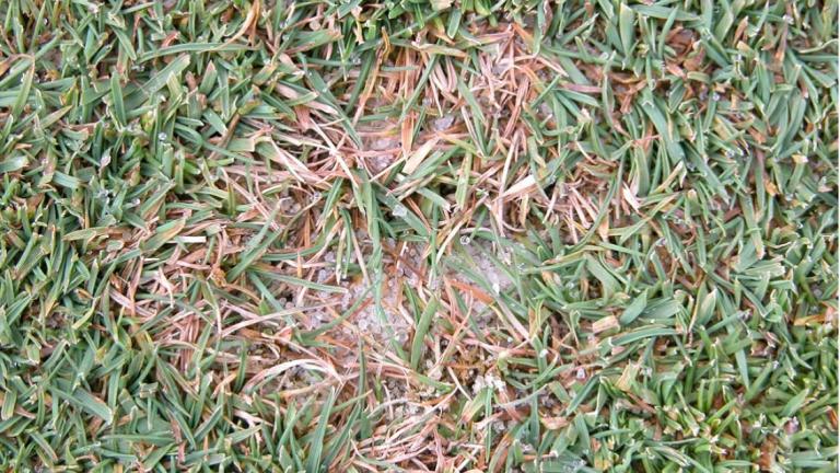 Dollar spot on bent grass
